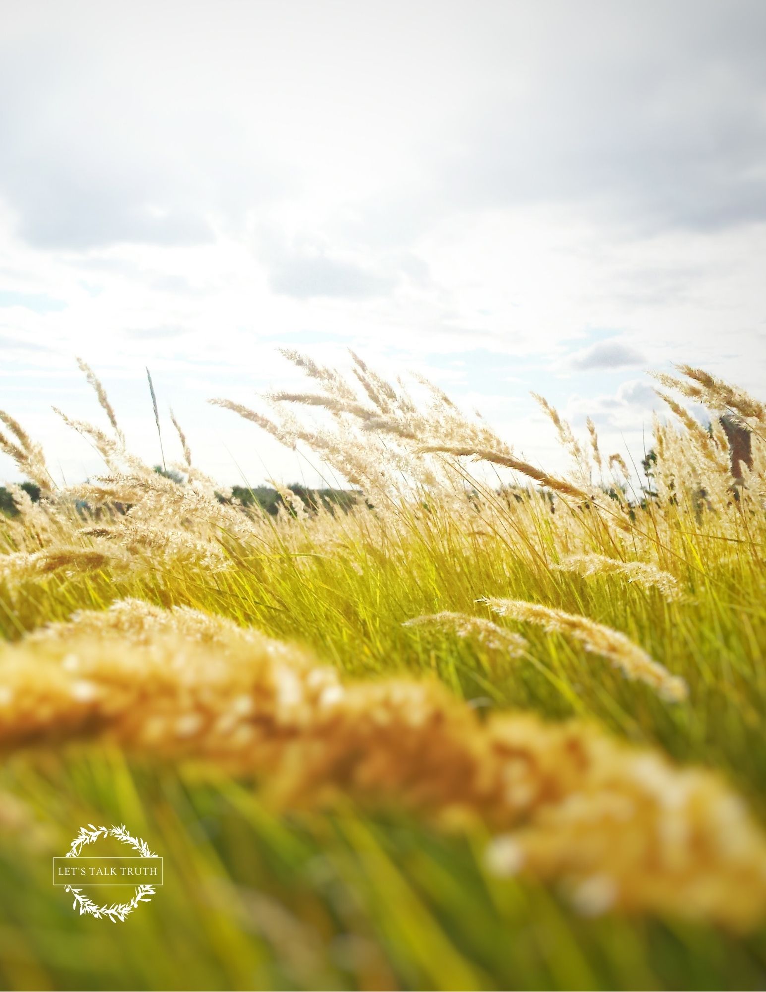 rain-holds-off-as-kansas-wheat-harvest-advances-2018-06-14-food